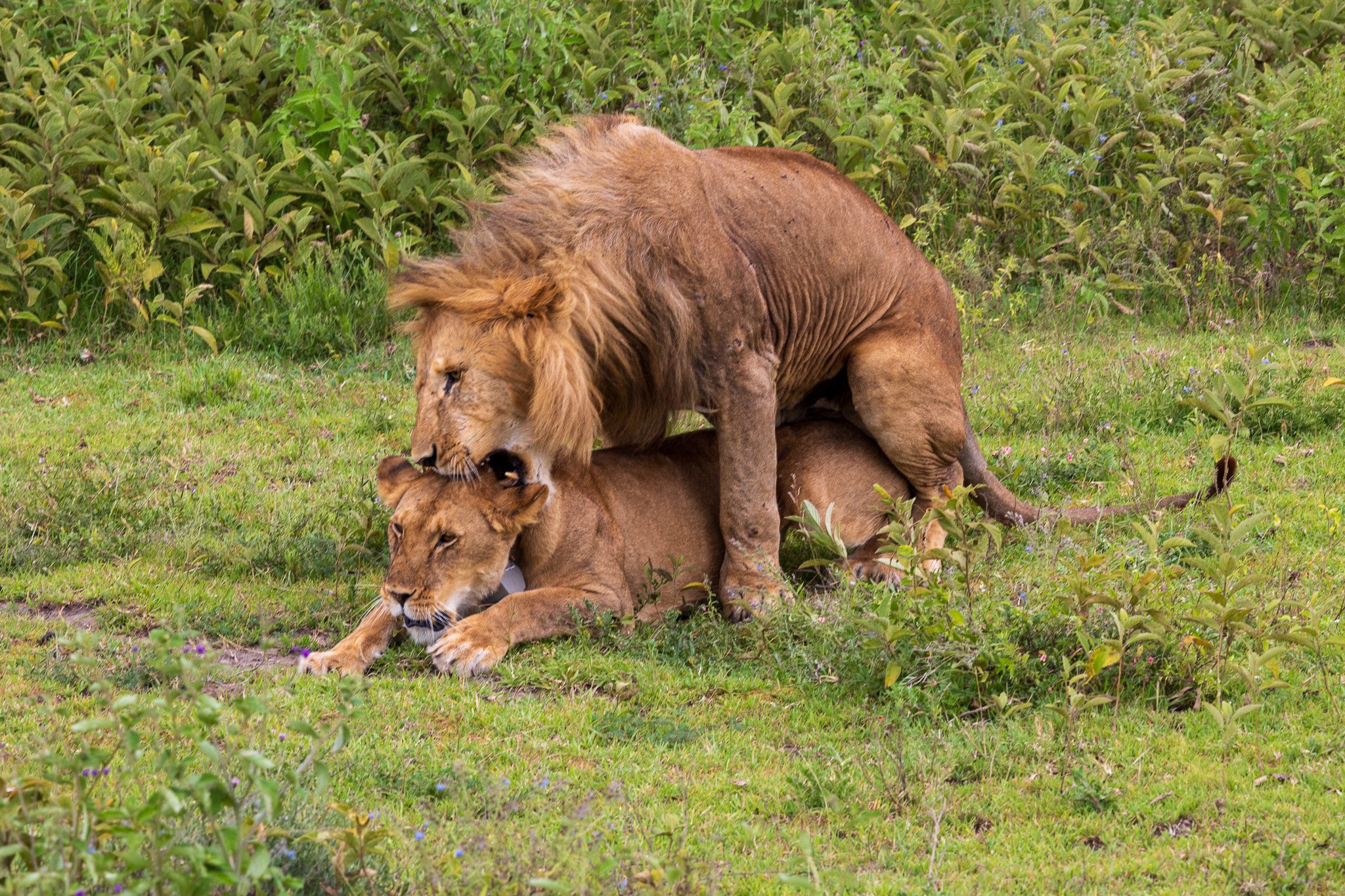 tanz19feb24serengeti196.jpg