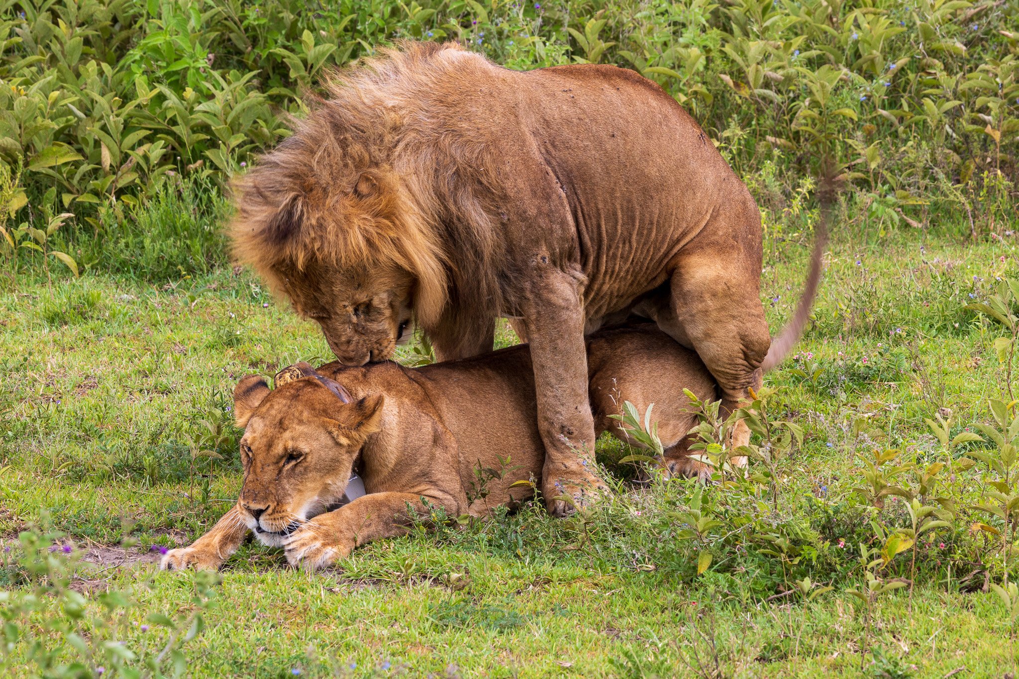 tanz19feb24serengeti198.jpg