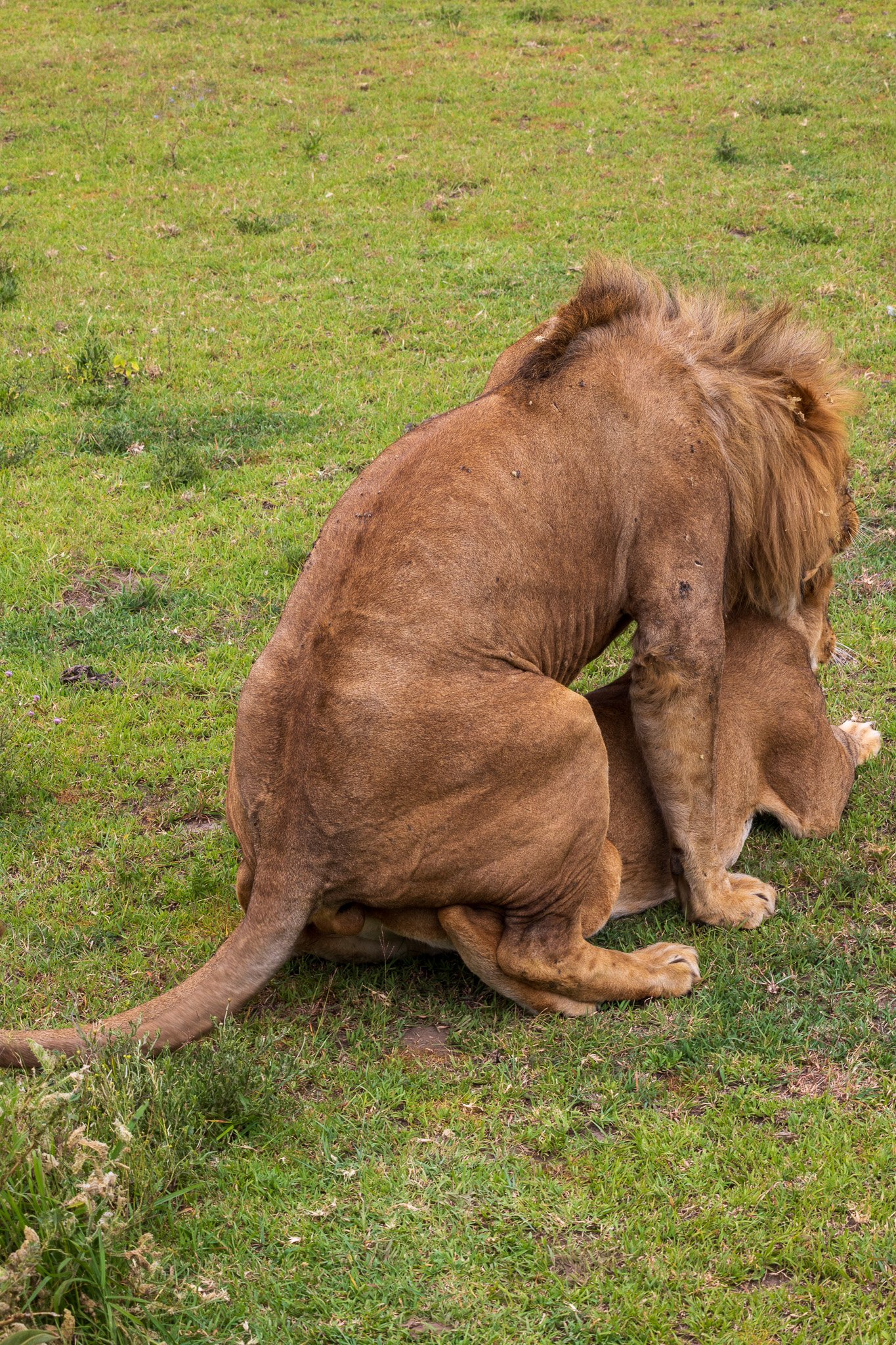 tanz19feb24serengeti205.jpg