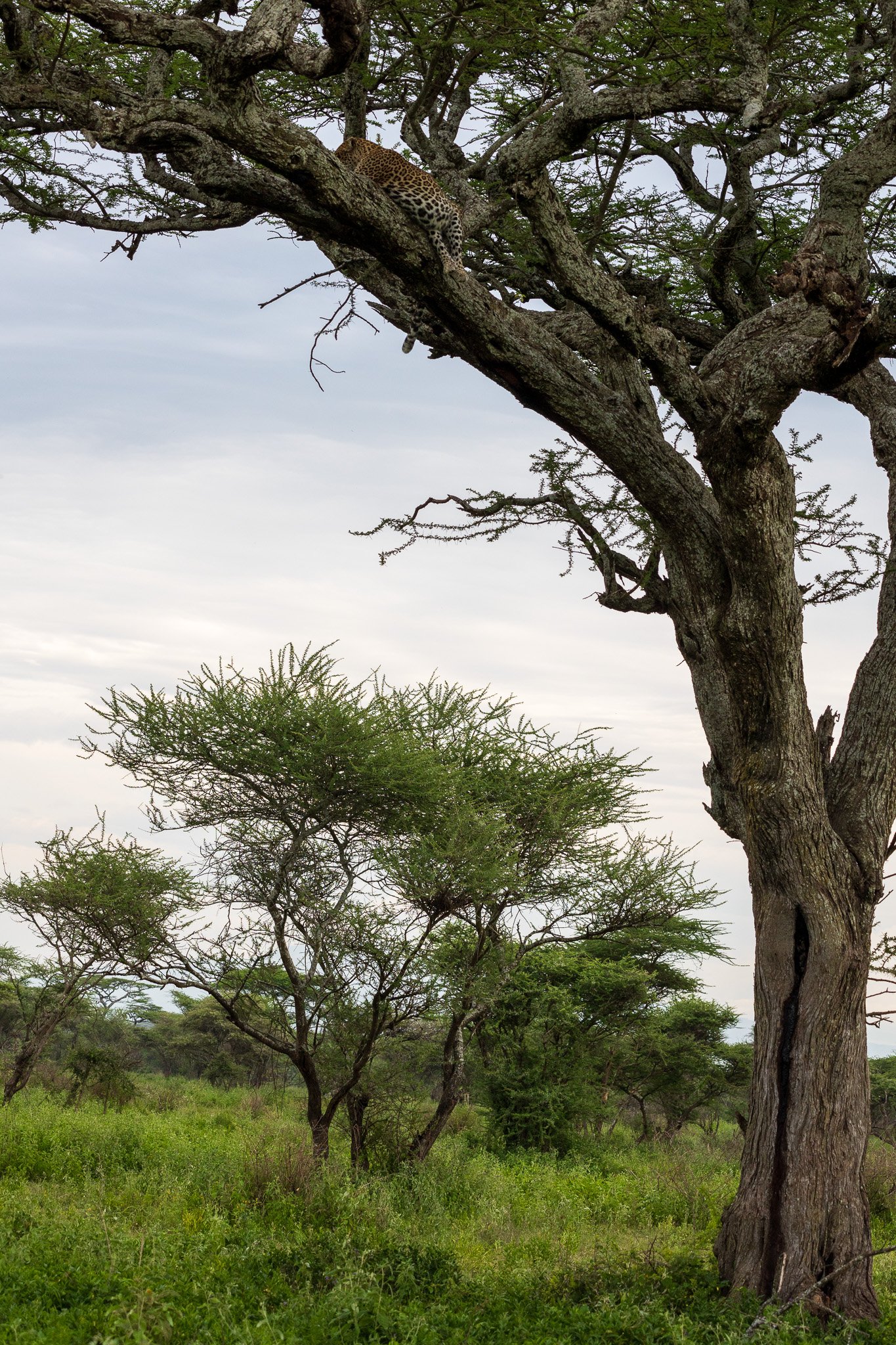 tanz19feb24serengeti218.jpg