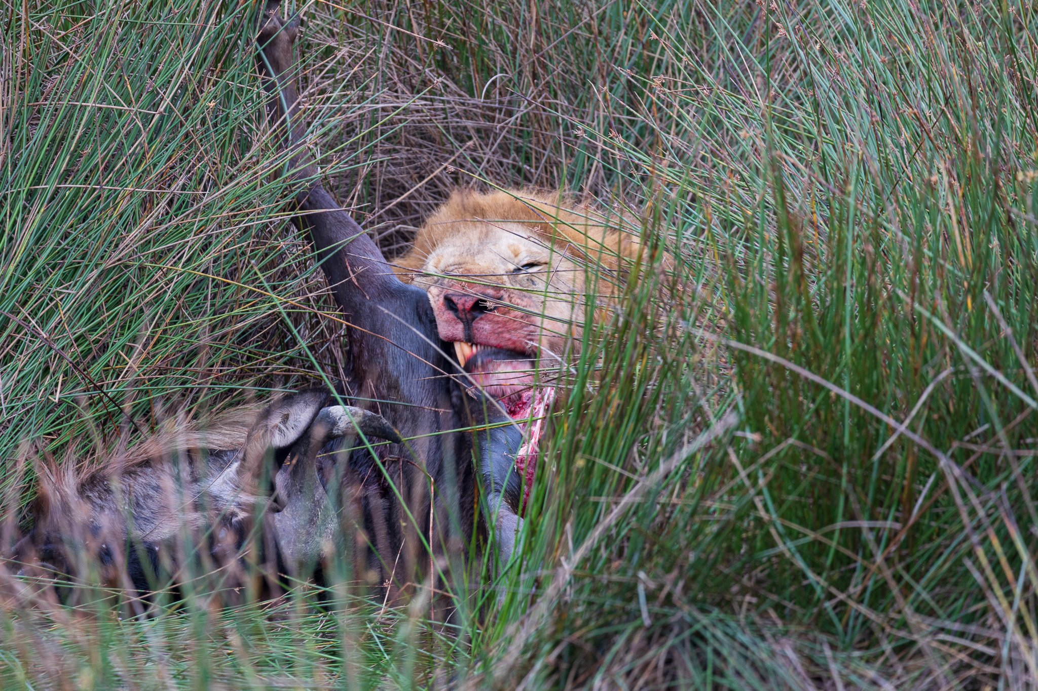 tanz19feb24serengeti30.jpg