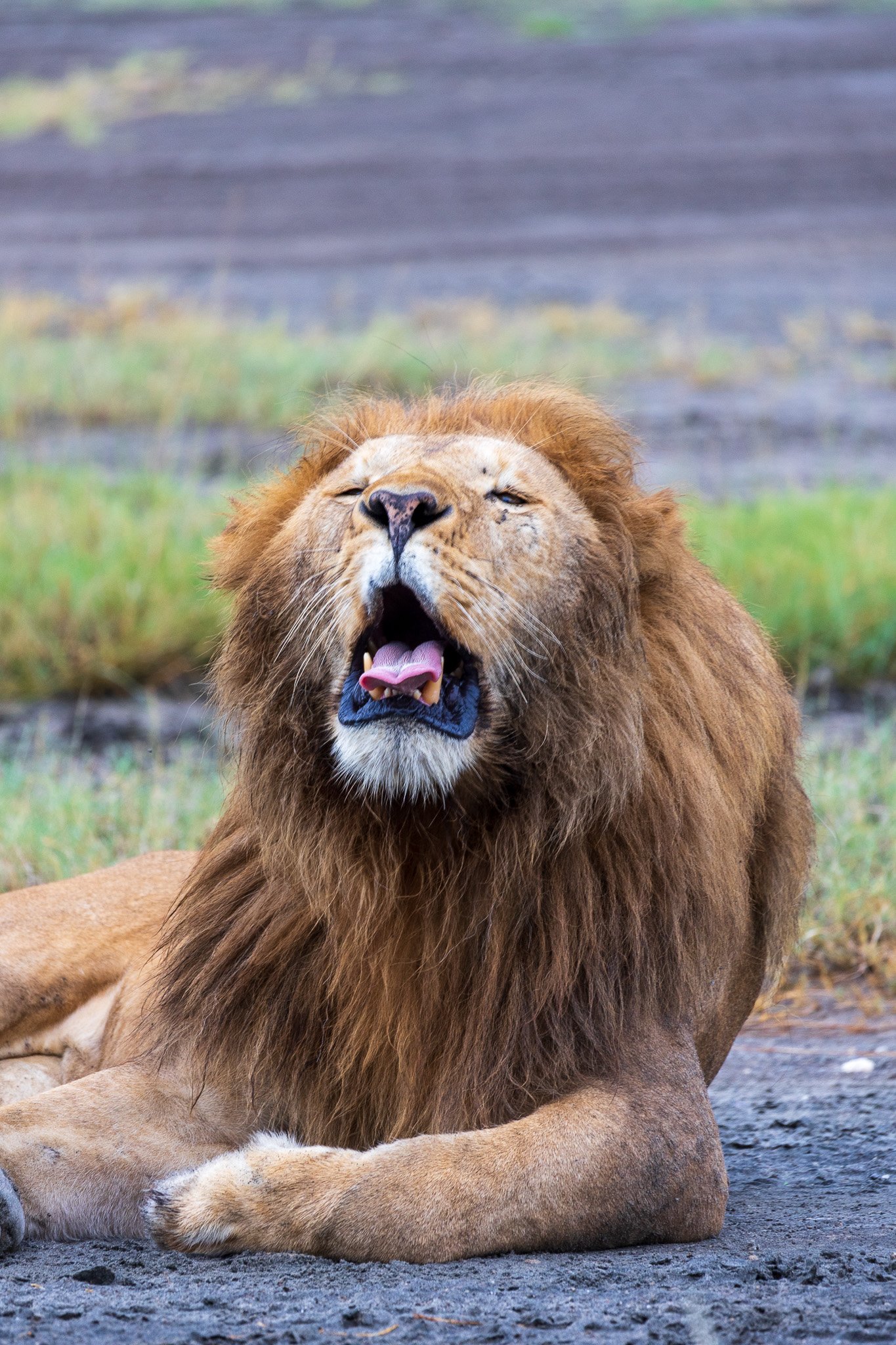 tanz19feb24serengeti35.jpg
