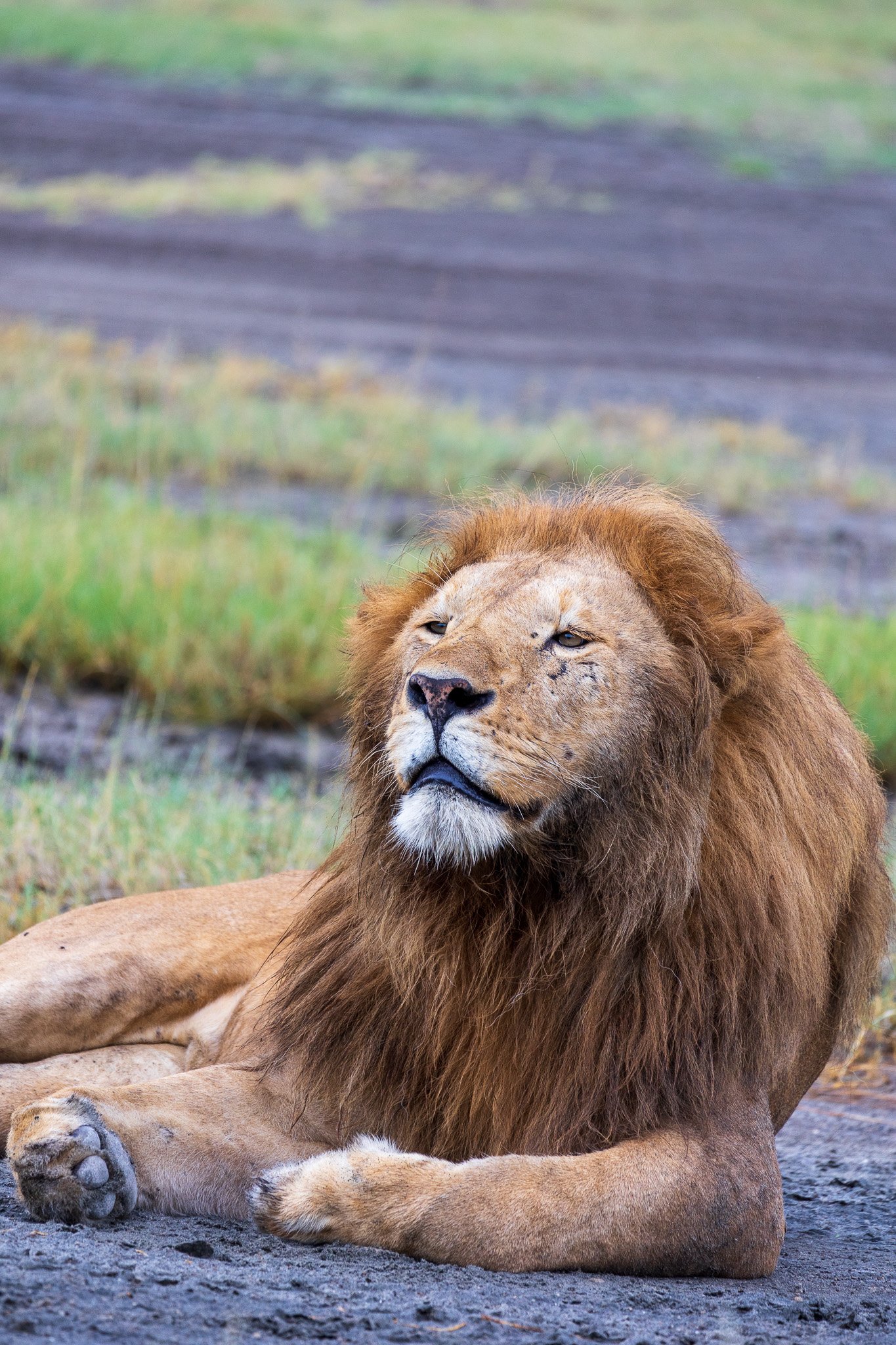 tanz19feb24serengeti38.jpg