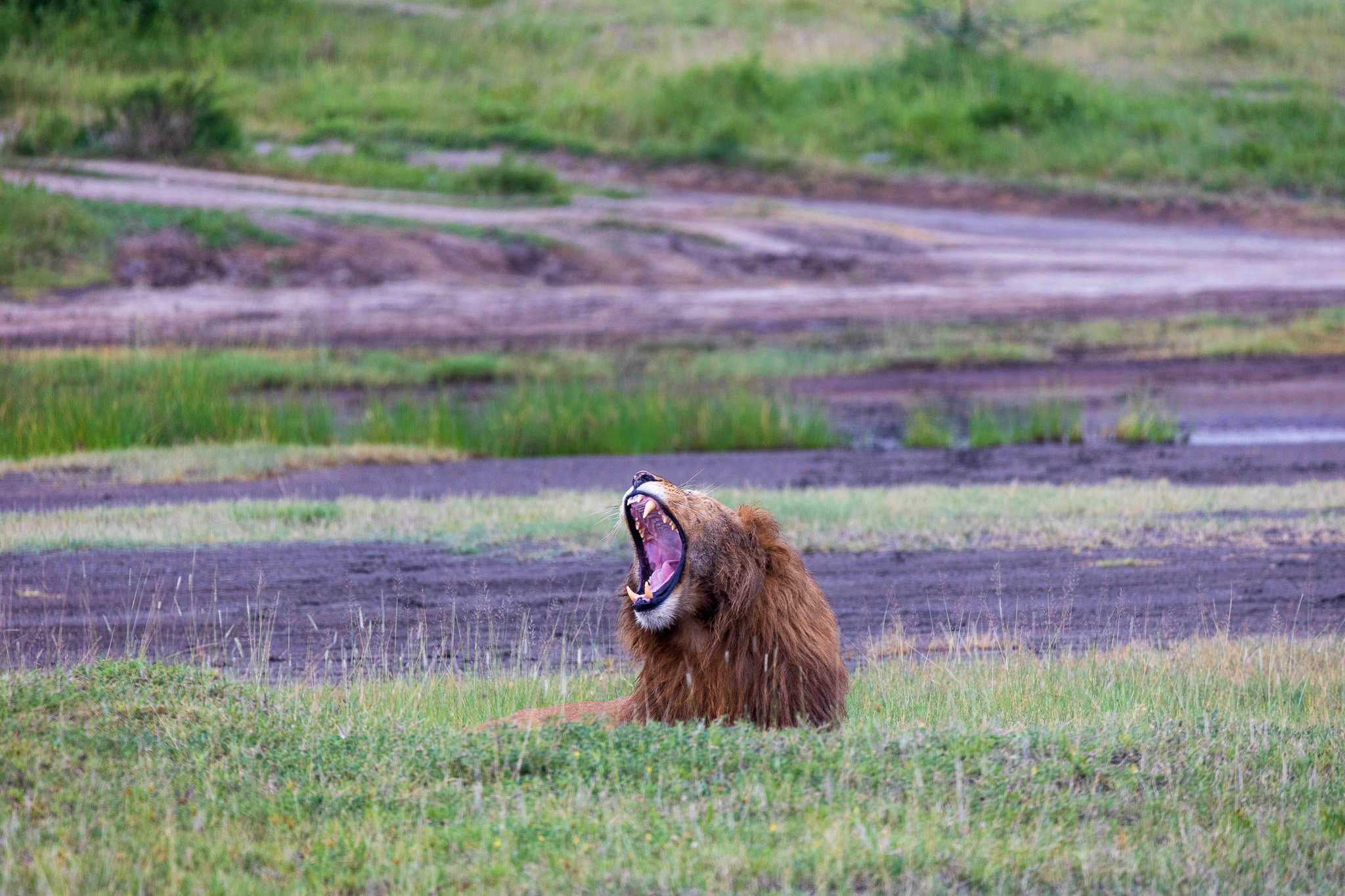 tanz19feb24serengeti40.jpg