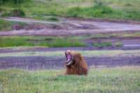 tanz19feb24serengeti40_small.jpg