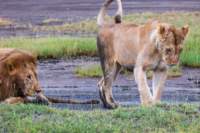 tanz19feb24serengeti45_small.jpg