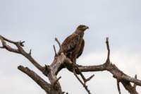 tanz19feb24serengeti63_small.jpg