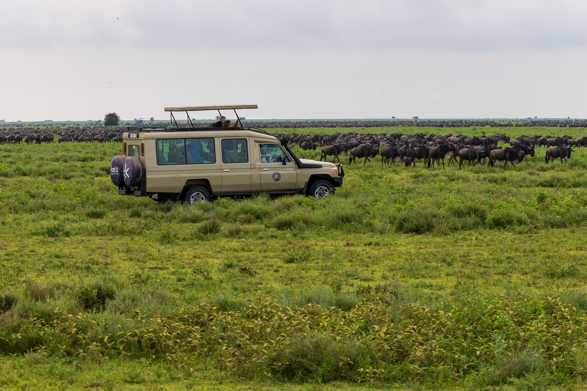 tanz19feb24serengeti68.jpg