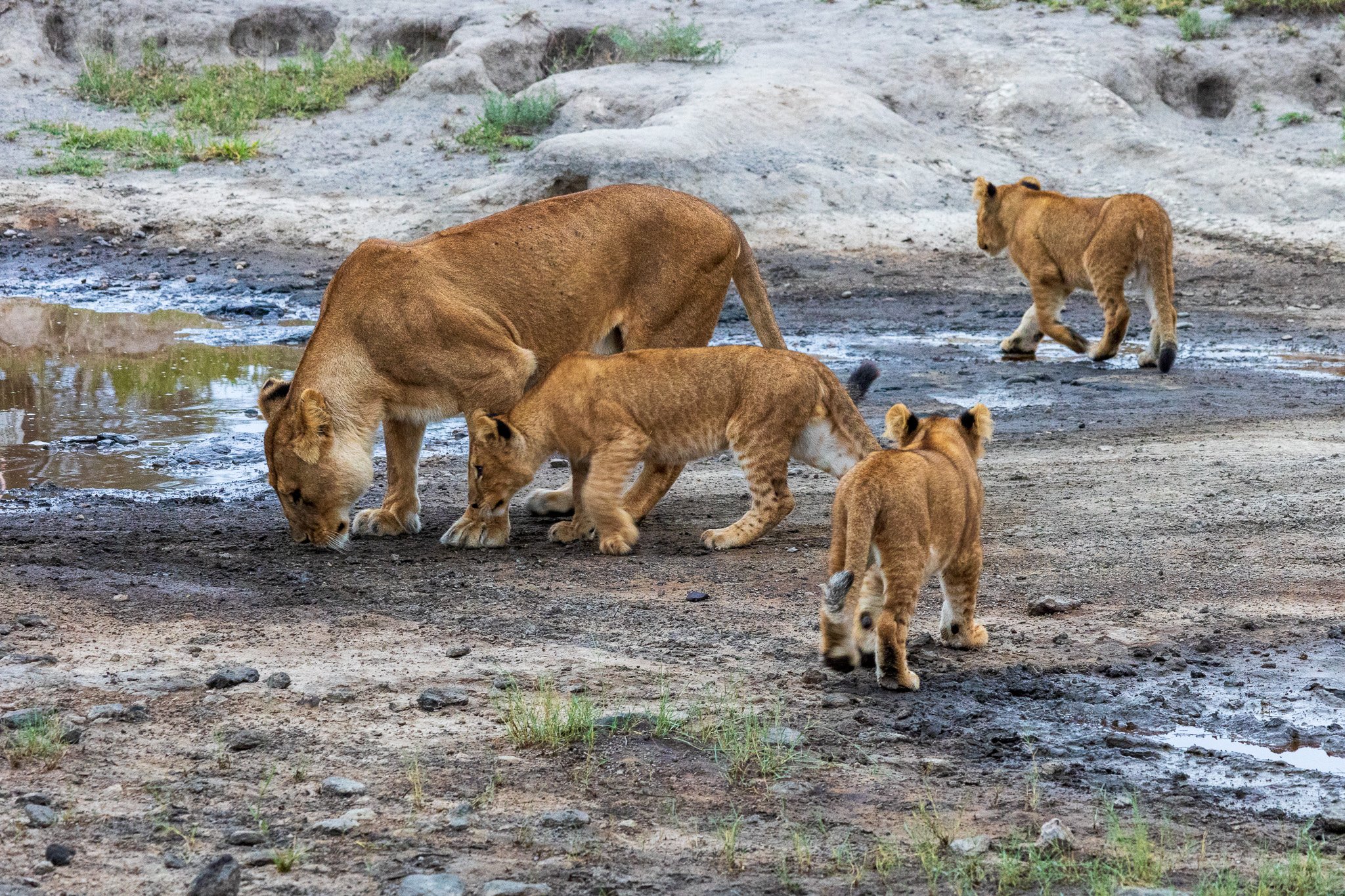 tanz19feb24serengeti7.jpg