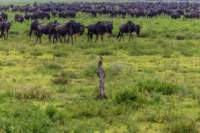 tanz19feb24serengeti70_small.jpg