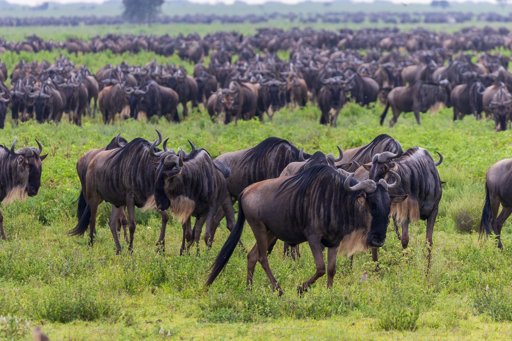 tanz19feb24serengeti73.jpg