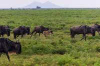 tanz19feb24serengeti76_small.jpg