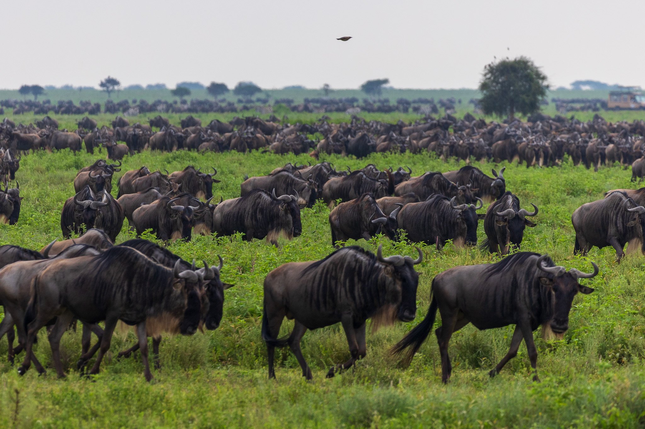 tanz19feb24serengeti77.jpg