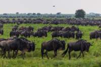 tanz19feb24serengeti77_small.jpg