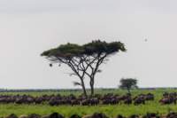 tanz19feb24serengeti78_small.jpg