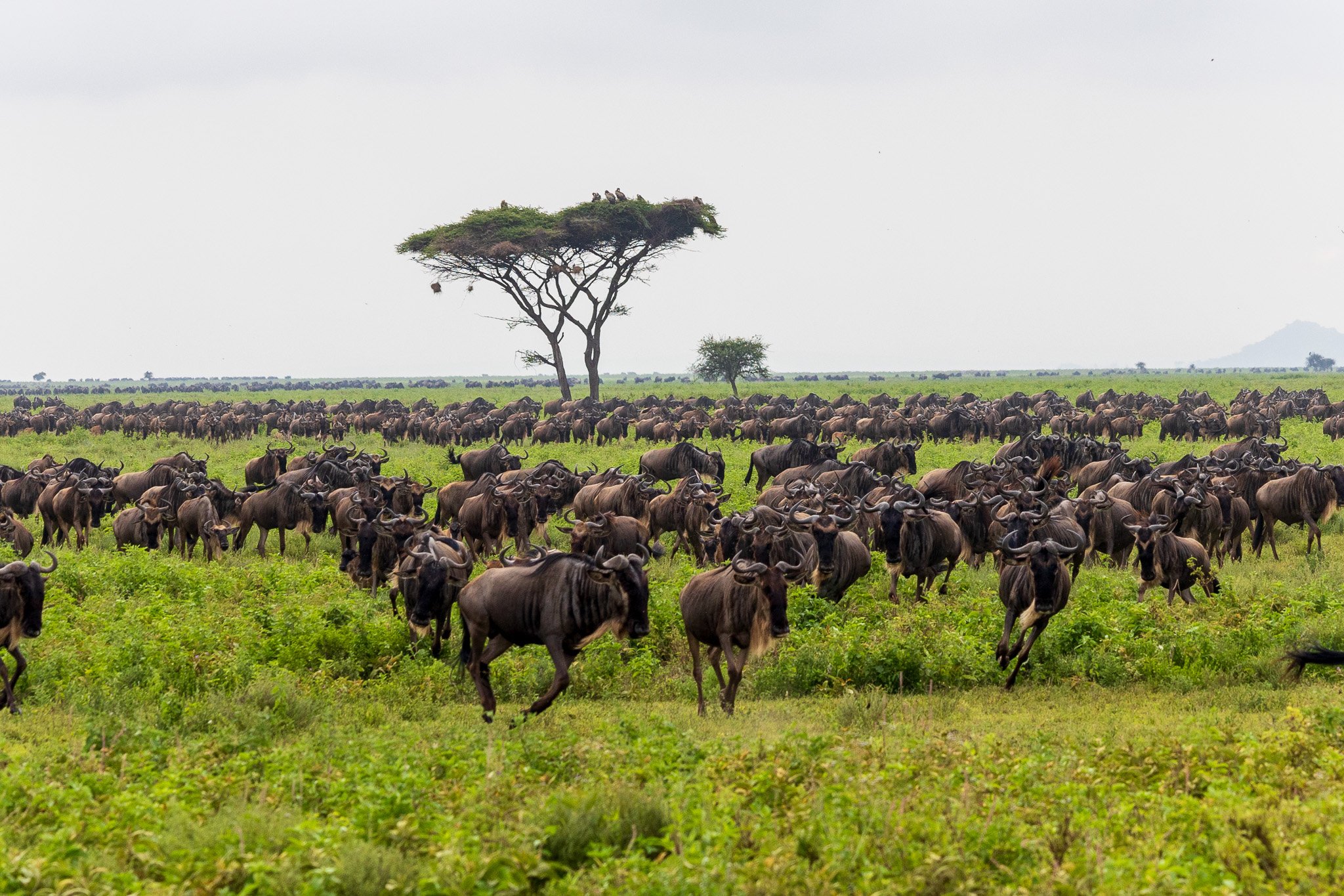 tanz19feb24serengeti79.jpg