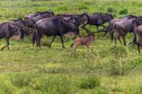 tanz19feb24serengeti82_small.jpg