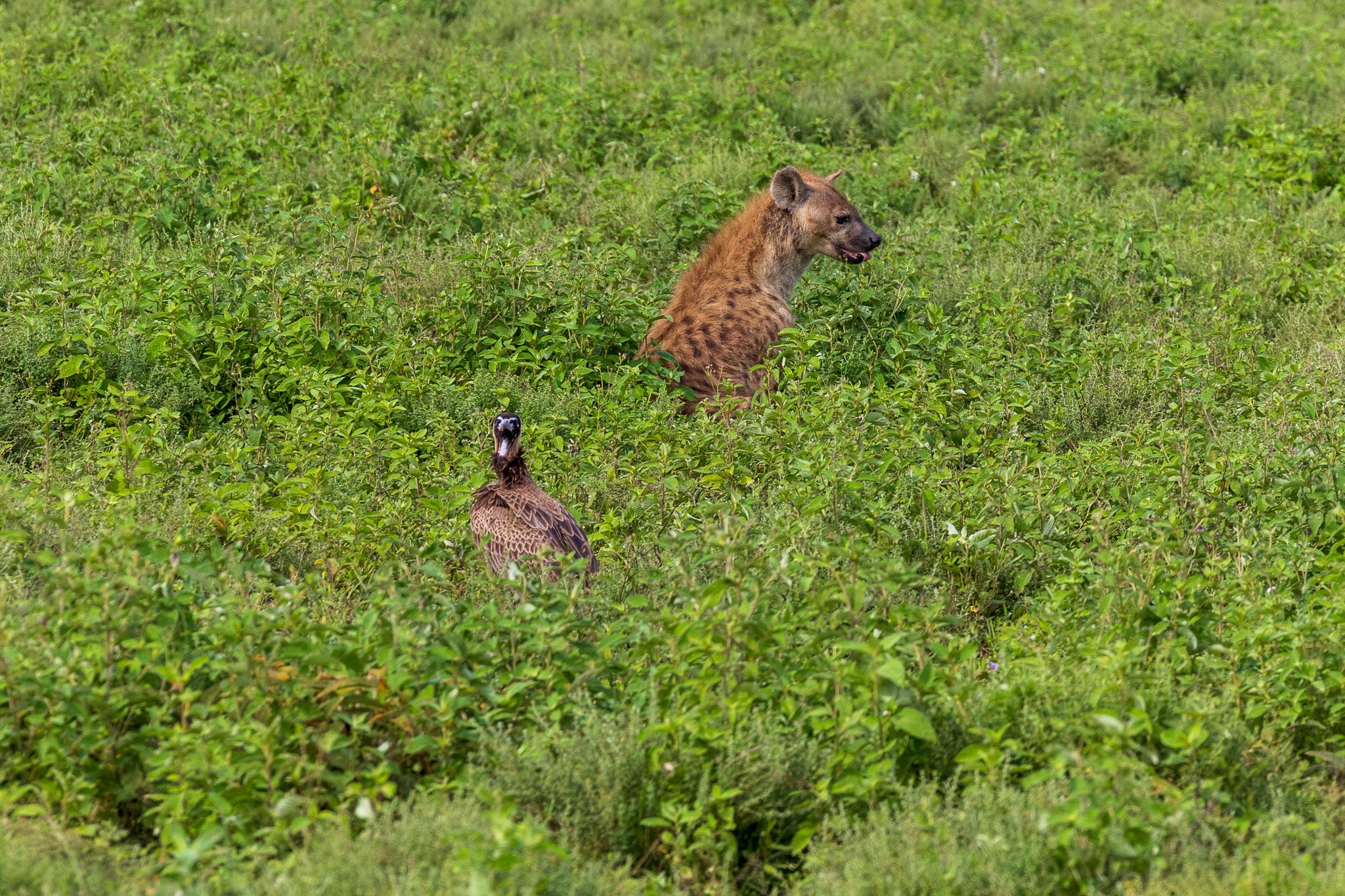 tanz19feb24serengeti87.jpg