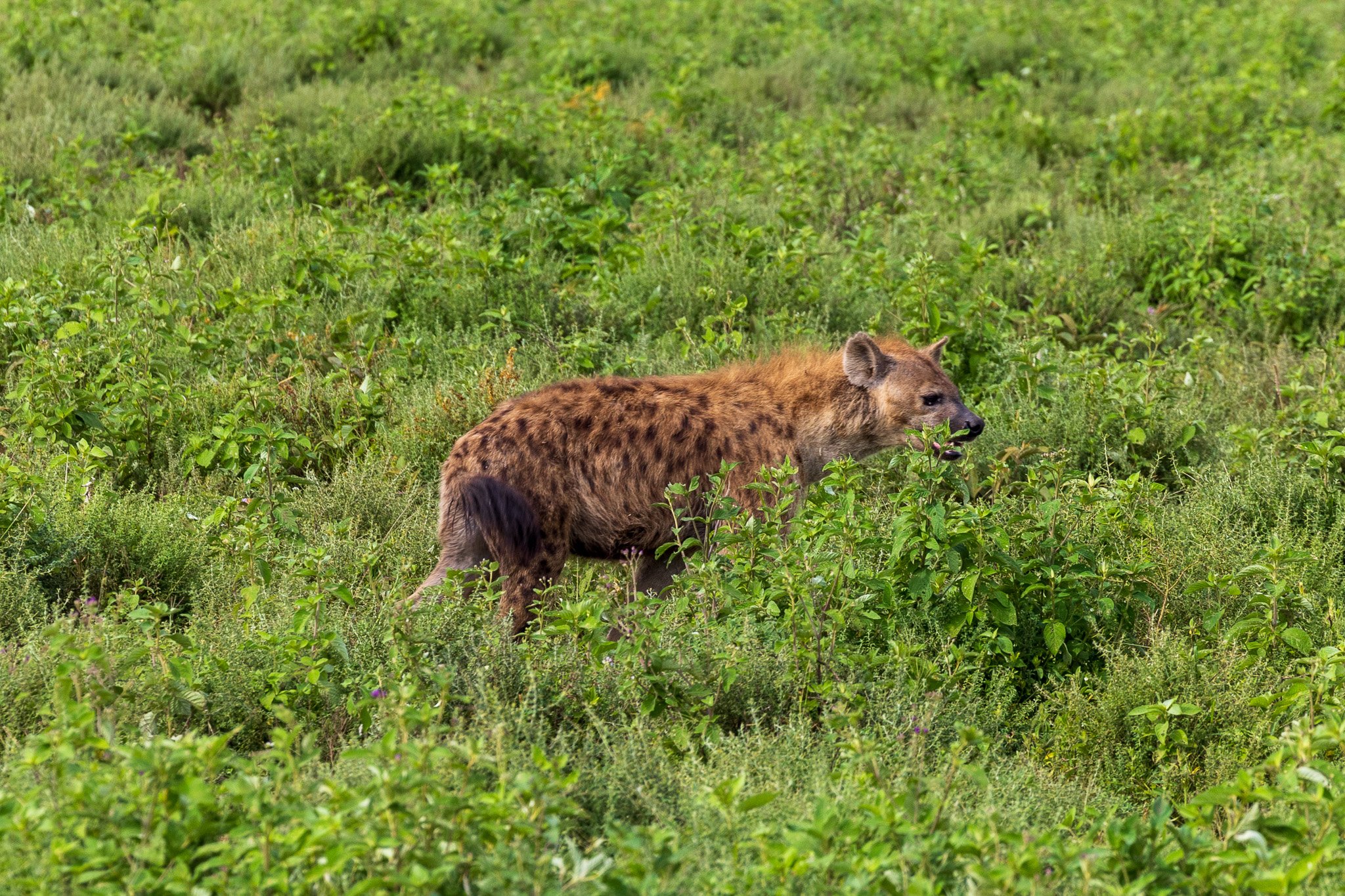 tanz19feb24serengeti88.jpg