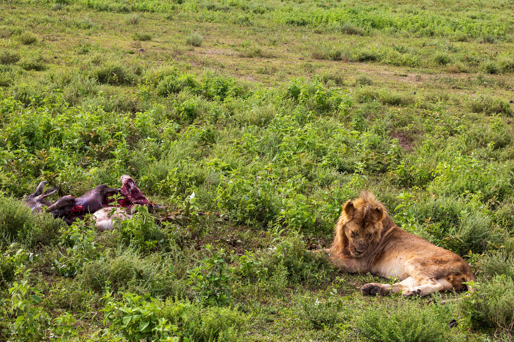 tanz19feb24serengeti91.jpg
