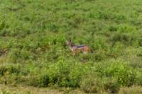 tanz19feb24serengeti96_small.jpg