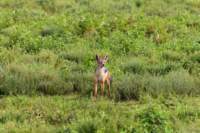 tanz19feb24serengeti97_small.jpg