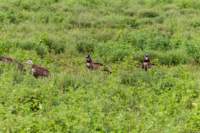 tanz19feb24serengeti98_small.jpg