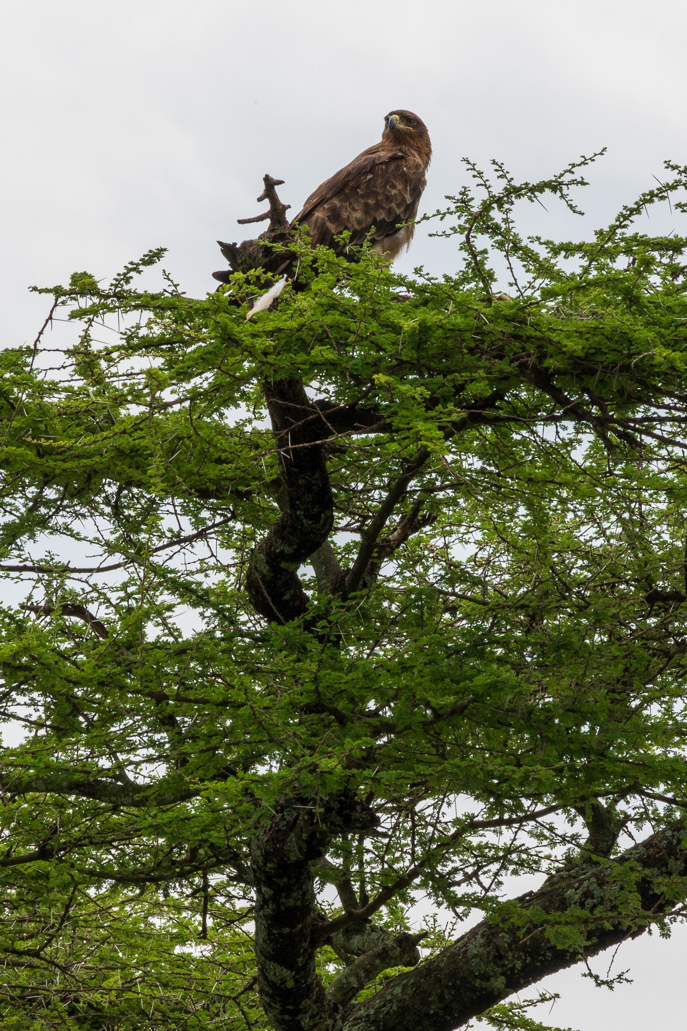 tanz20feb24serengeti100.jpg