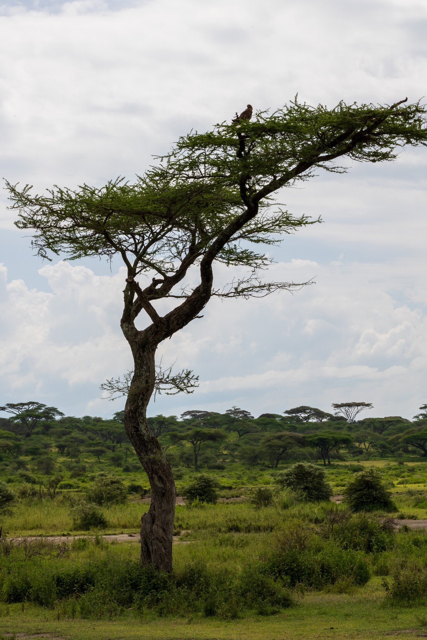 tanz20feb24serengeti101.jpg