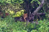 tanz20feb24serengeti12_small.jpg