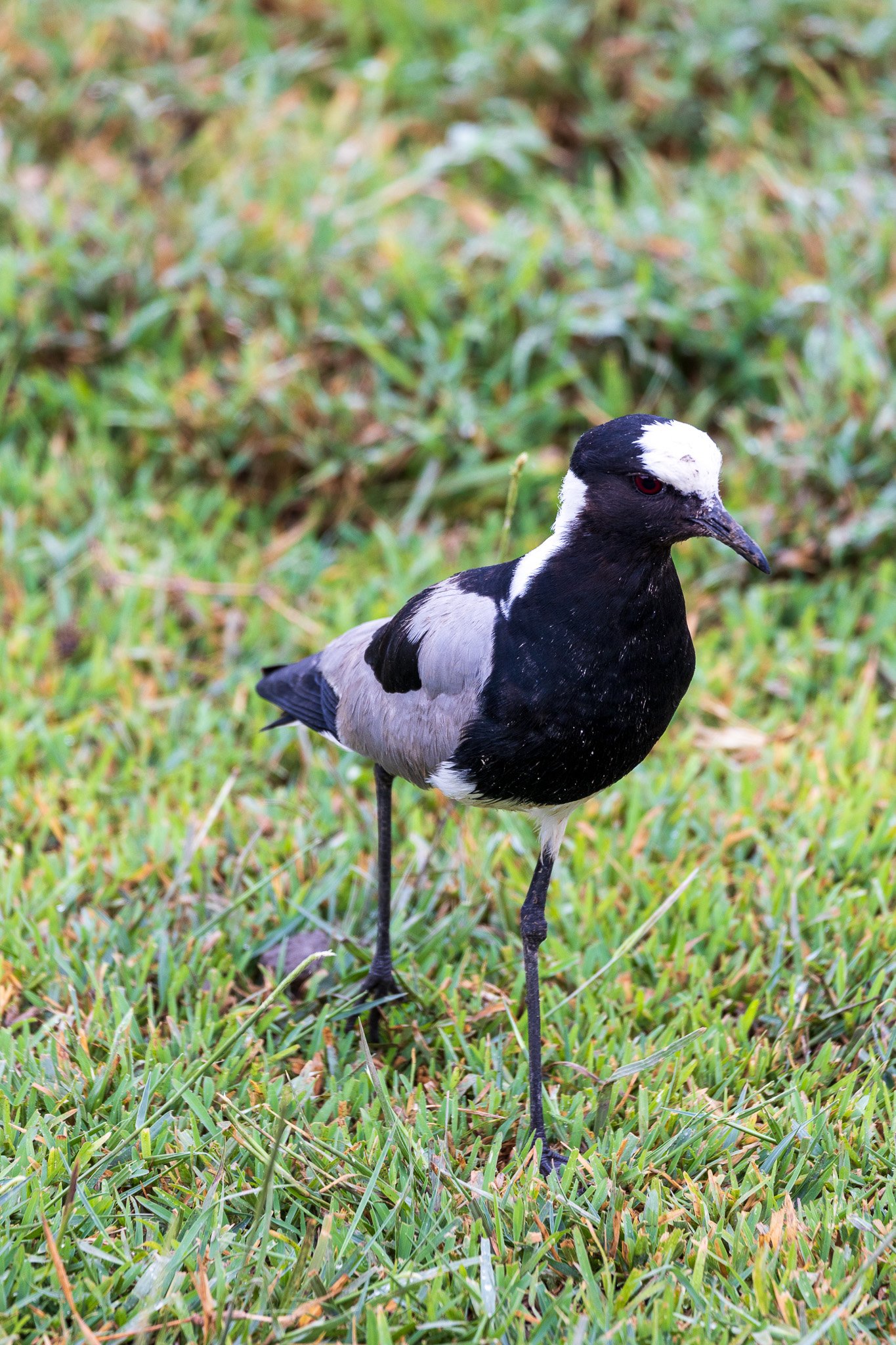 tanz20feb24serengeti14.jpg