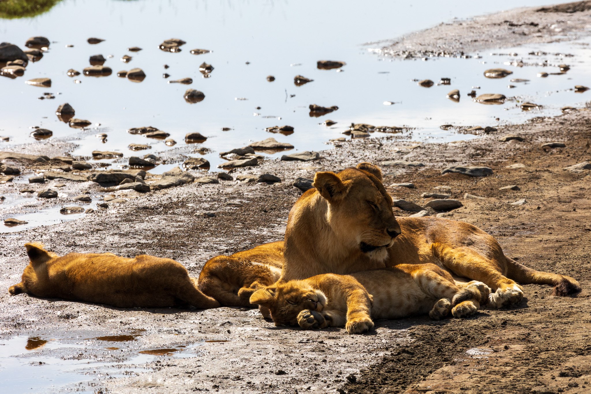 tanz20feb24serengeti160.jpg