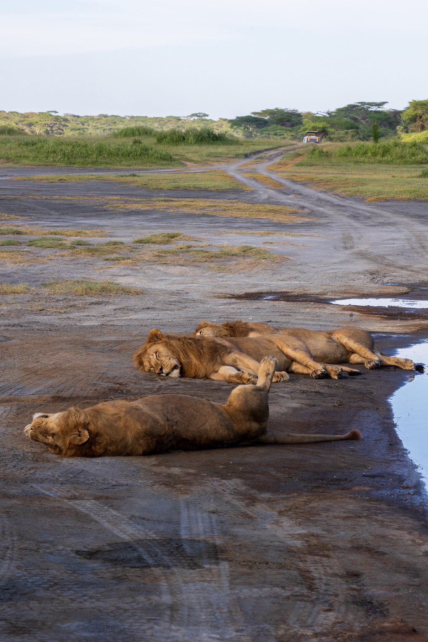 tanz20feb24serengeti164.jpg