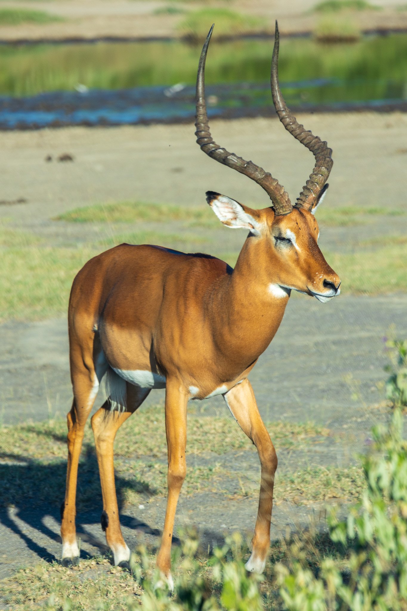 tanz20feb24serengeti174.jpg