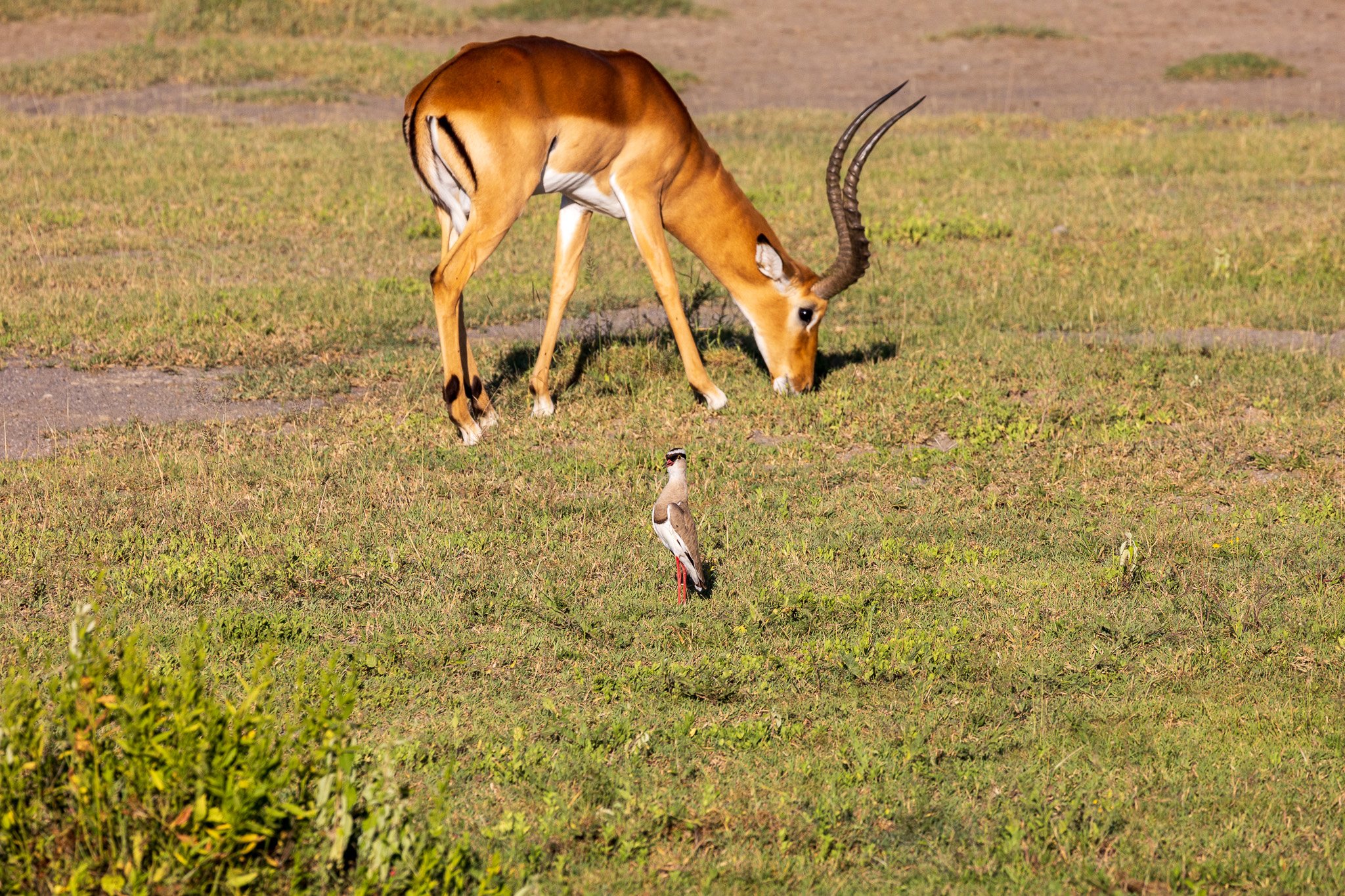 tanz20feb24serengeti175.jpg