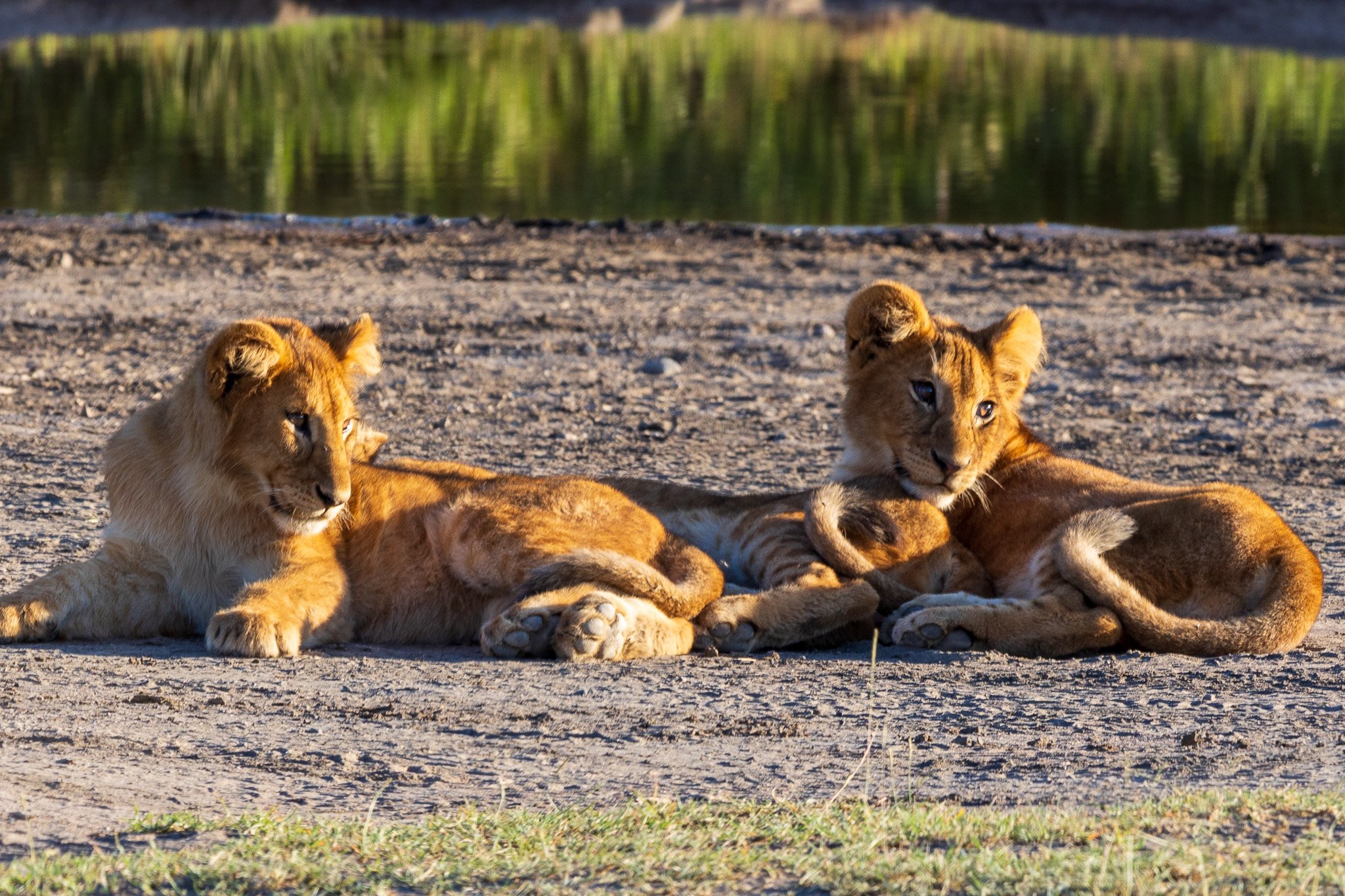 tanz20feb24serengeti180.jpg