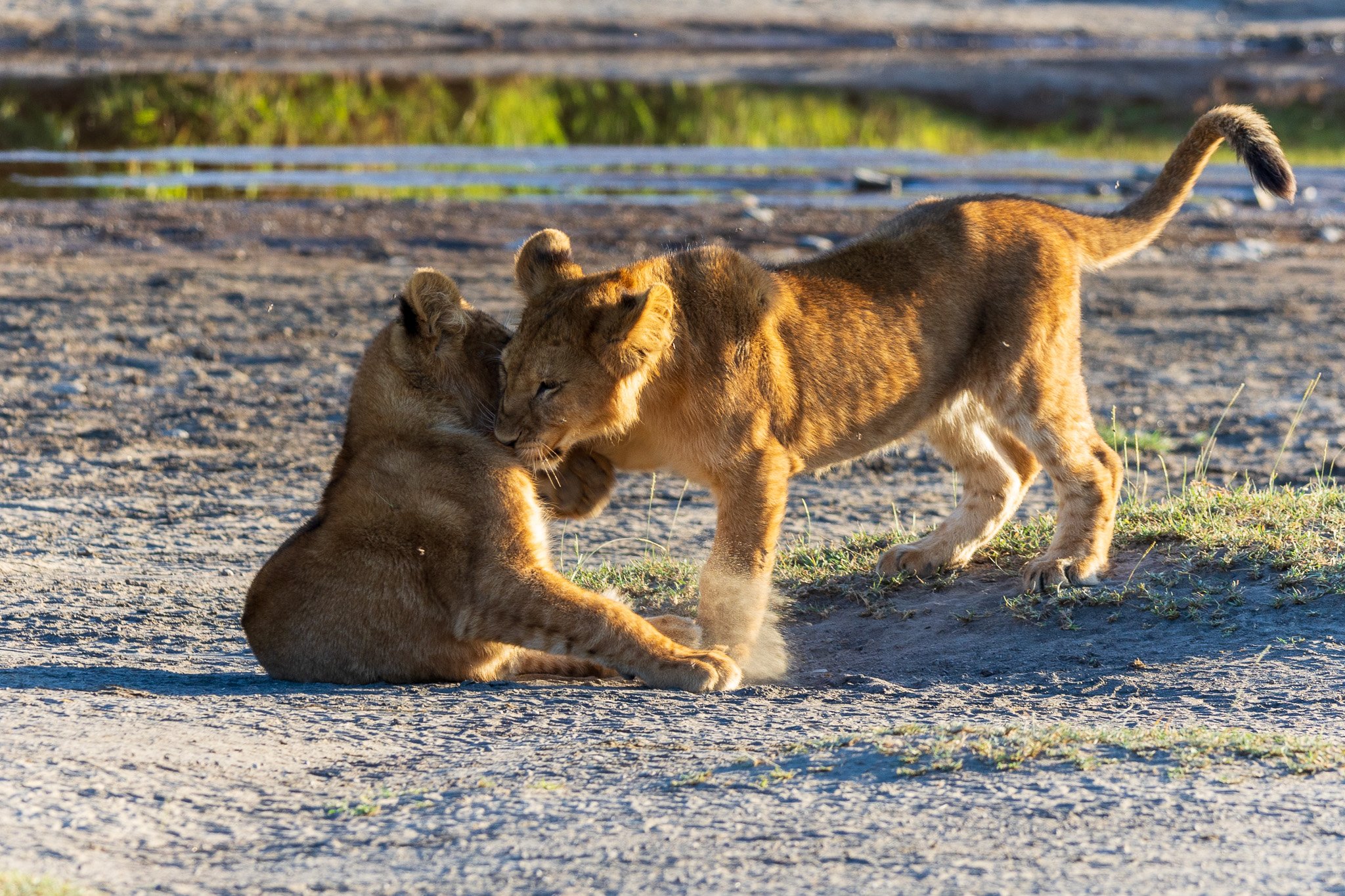 tanz20feb24serengeti188.jpg