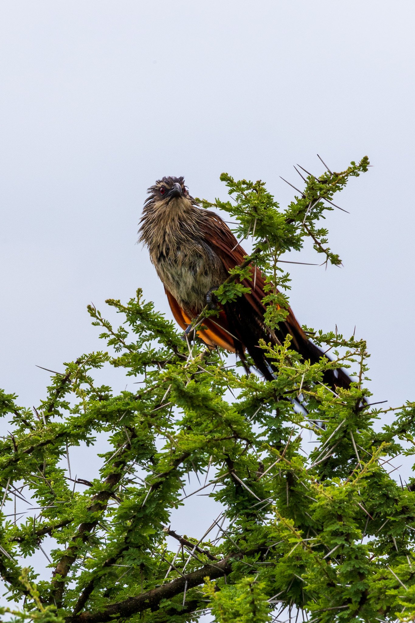 tanz20feb24serengeti19.jpg