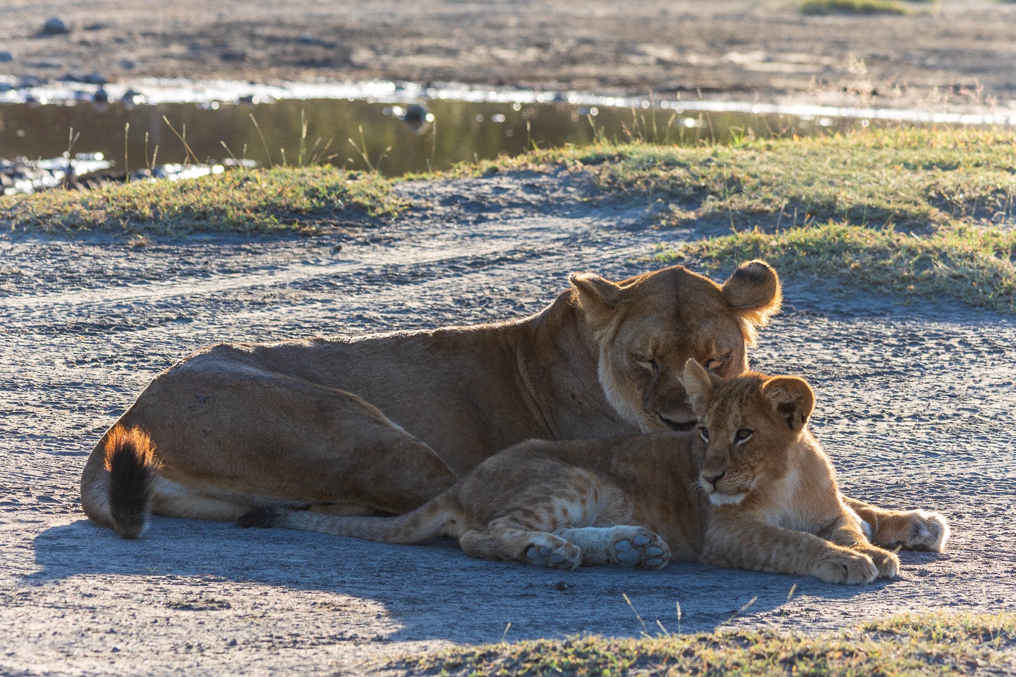 tanz20feb24serengeti190.jpg