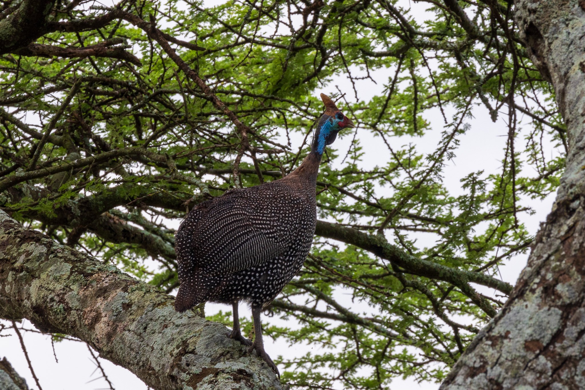 tanz20feb24serengeti24.jpg