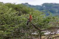 tanz20feb24serengeti65_small.jpg