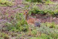 tanz20feb24serengeti82_small.jpg