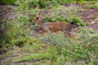 tanz20feb24serengeti85_small.jpg