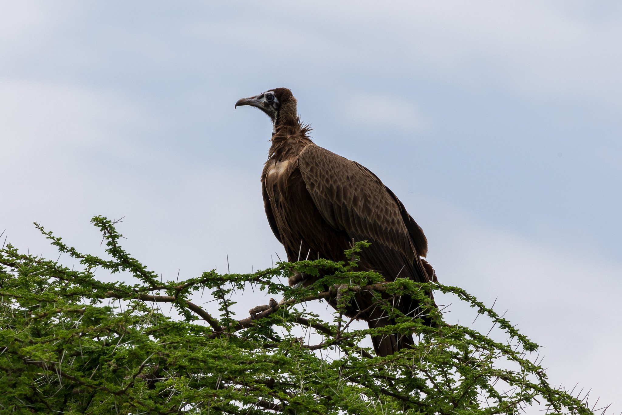 tanz20feb24serengeti89.jpg
