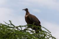 tanz20feb24serengeti89_small.jpg