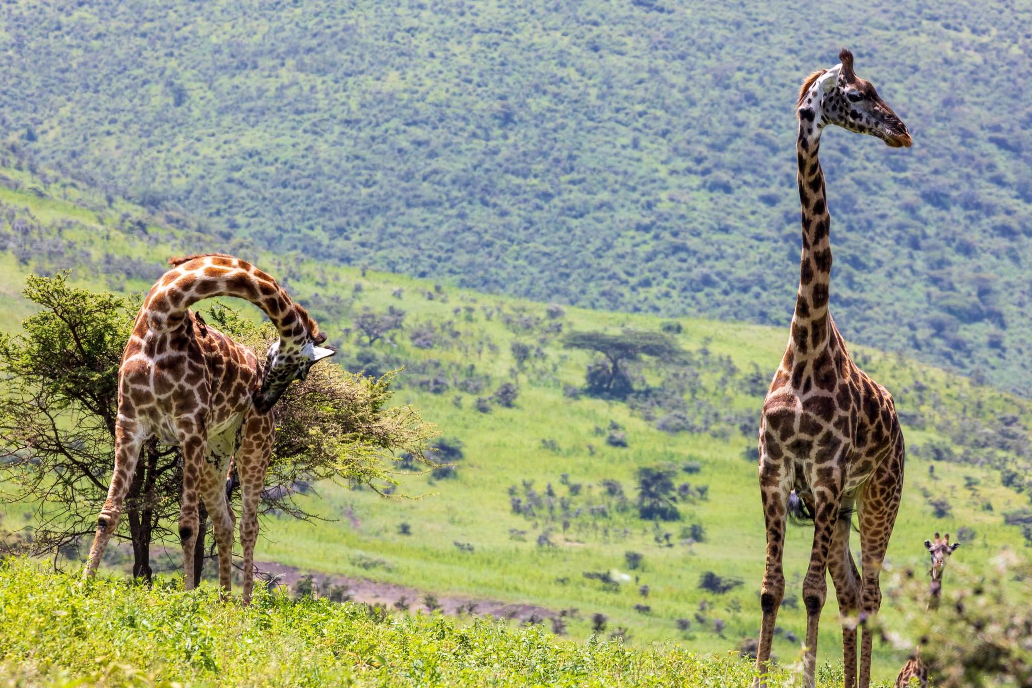 tanz21feb24ngorongoro.jpg