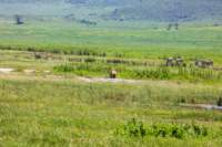 tanz21feb24ngorongoro20_small.jpg