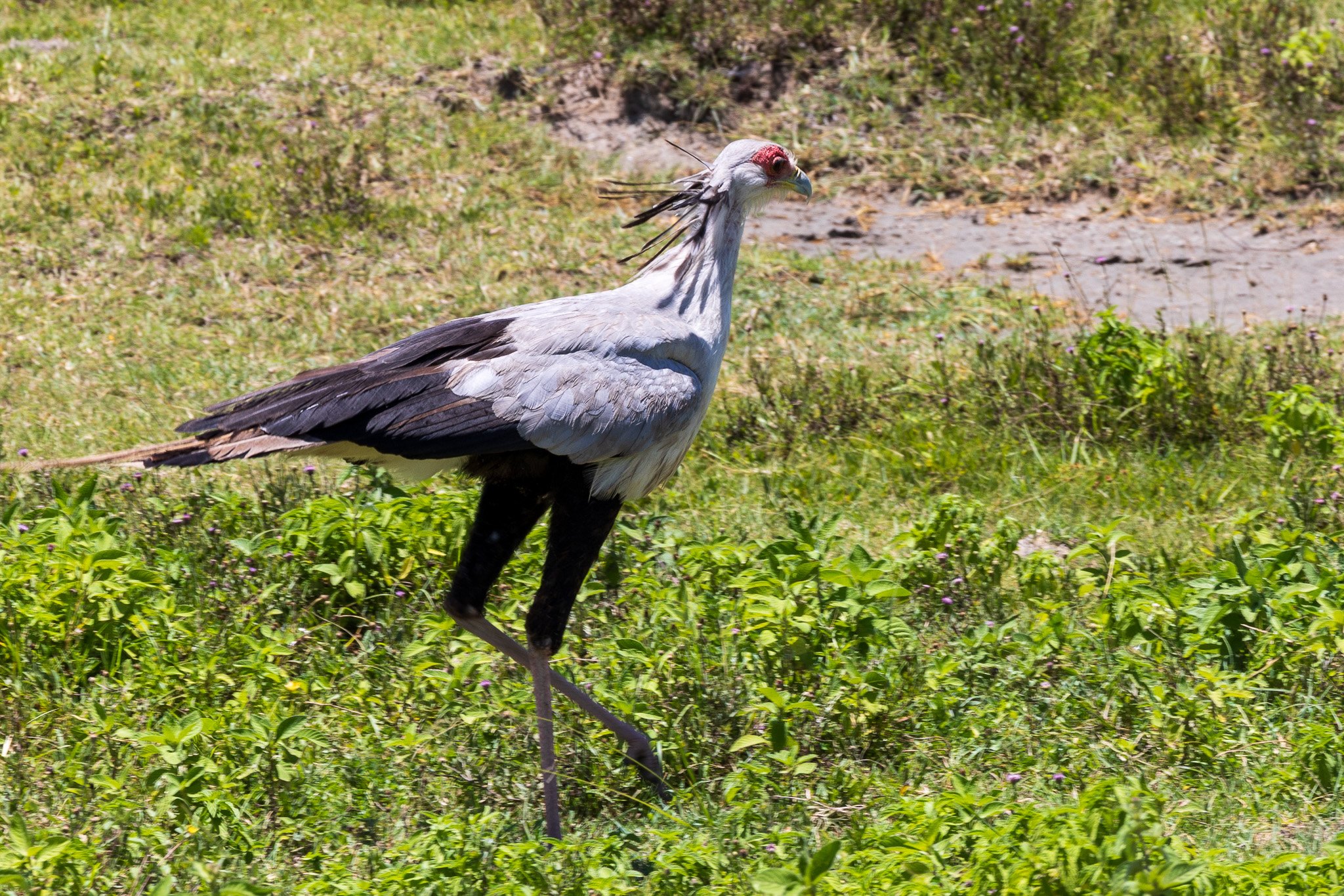 tanz21feb24ngorongoro24.jpg