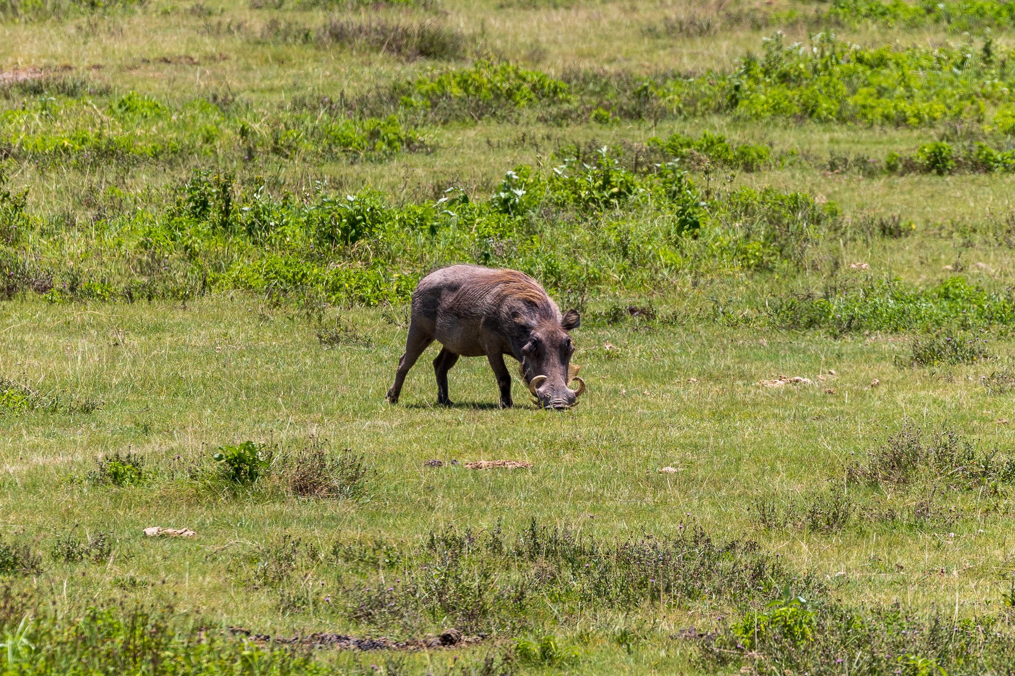 tanz21feb24ngorongoro28.jpg