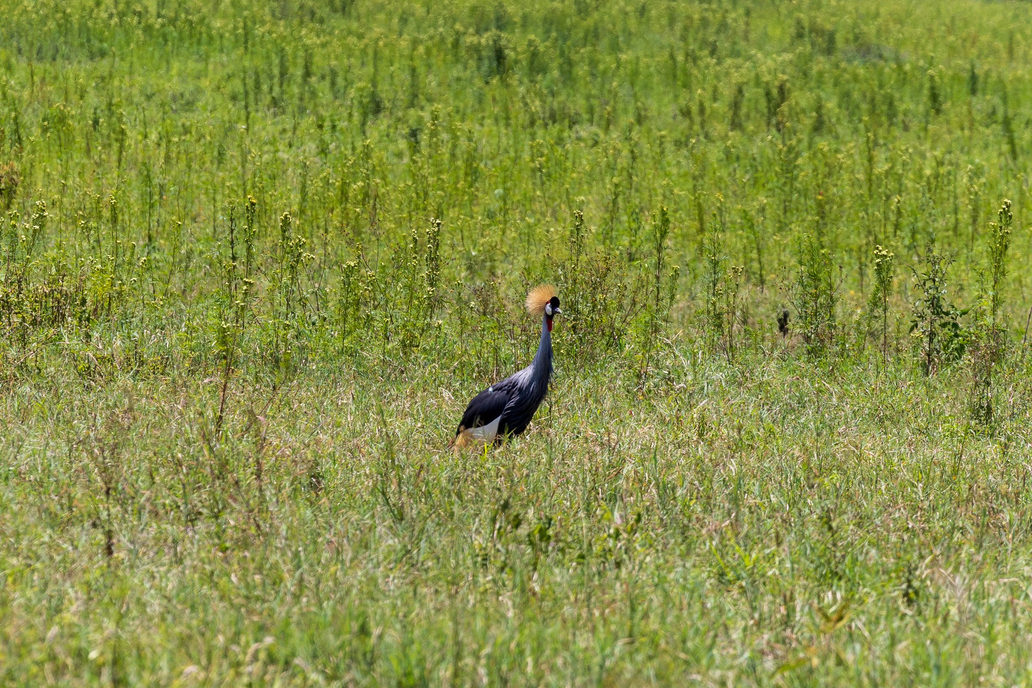 tanz21feb24ngorongoro35.jpg